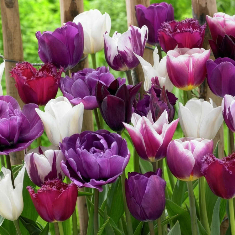 Tulip Bulbs 'Picture Purple Mix'