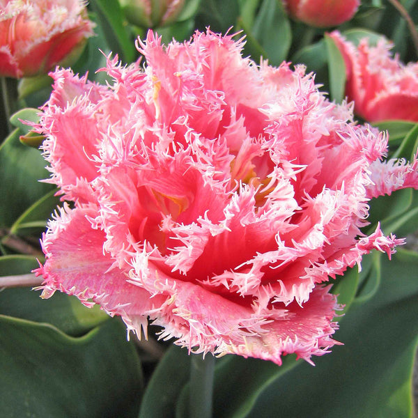 Tulip Bulbs 'Queensland'