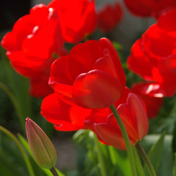 Tulip Bulbs 'Red Impression'
