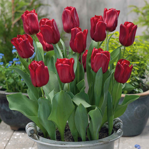 Tulip Bulbs 'Seadov'