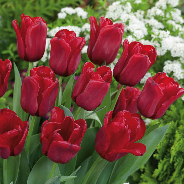 Tulip Bulbs 'Seadov'