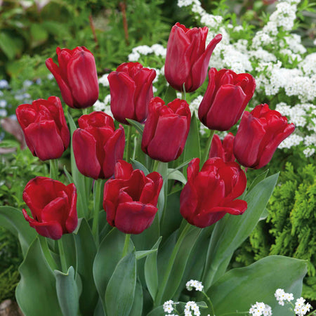 Tulip Bulbs 'Seadov'