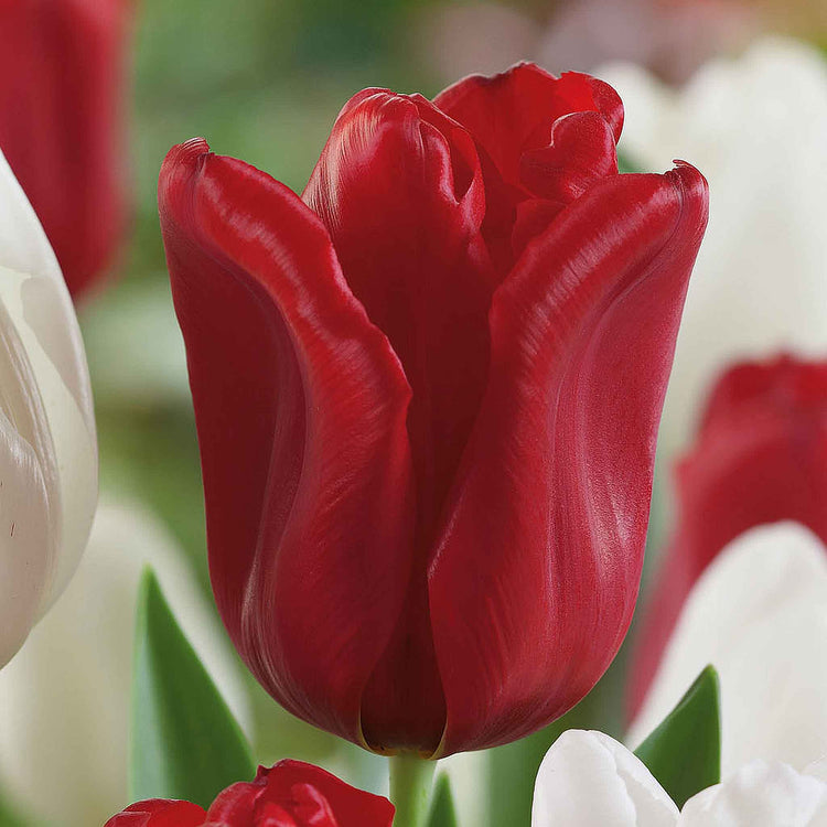 Tulip Bulbs 'Seadov'