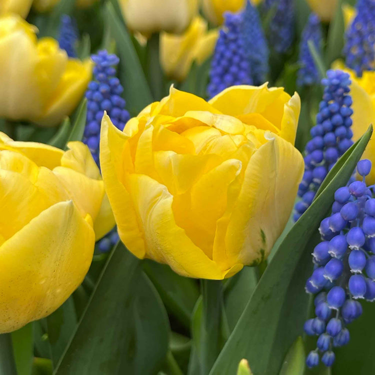 Tulip Bulbs 'Secret Perfume'