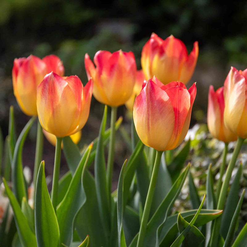 Tulip Bulbs 'Suncatcher'