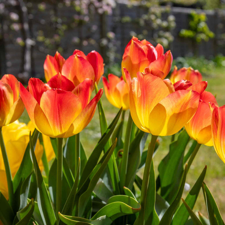 Tulip Bulbs 'Suncatcher'