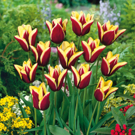 Tulip Bulbs 'Gavota'