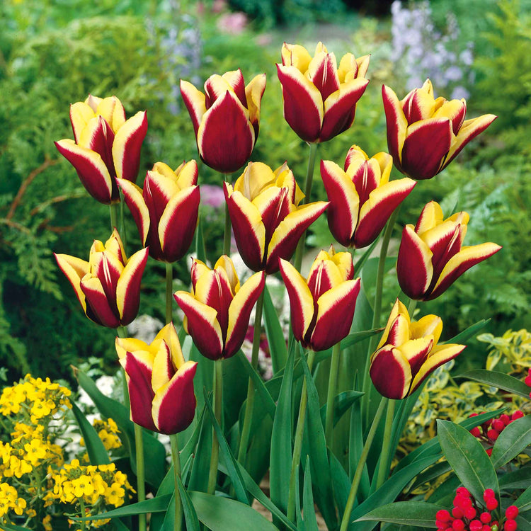 Tulip Bulbs 'Gavota'