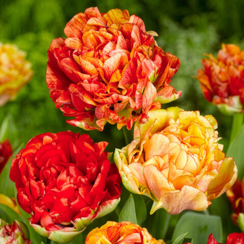 Tulip Bulbs 'Gudoshnik Double'
