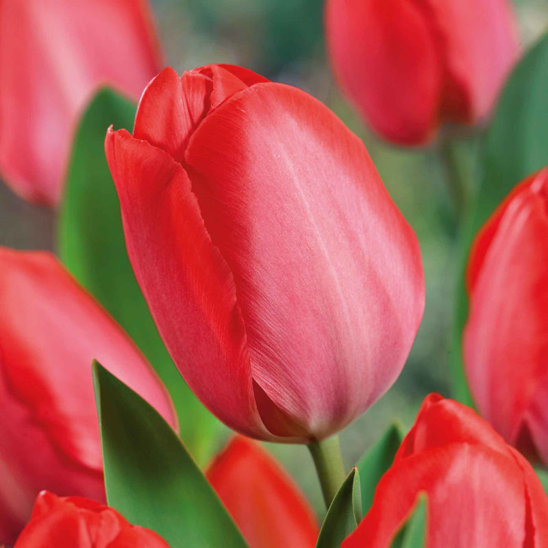 Tulip Bulbs 'Van Eijk'
