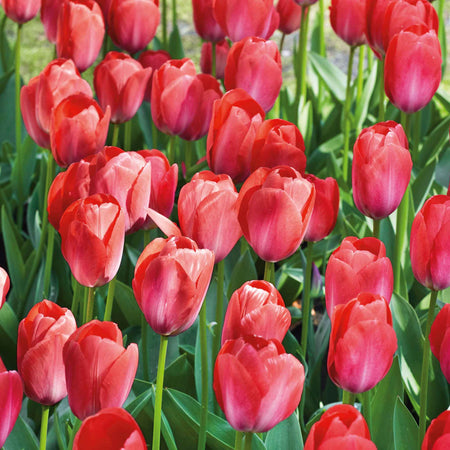 Tulip Bulbs 'Van Eijk'