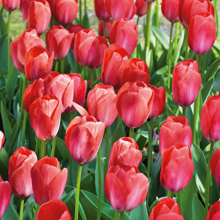 Tulip Bulbs 'Van Eijk'
