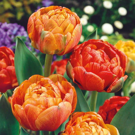 Tulip Bulbs 'Gudoshnik Double'