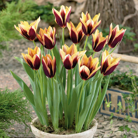 Tulip Bulbs 'Gavota'