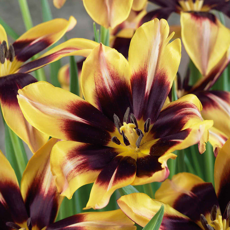 Tulip Bulbs 'Gavota'