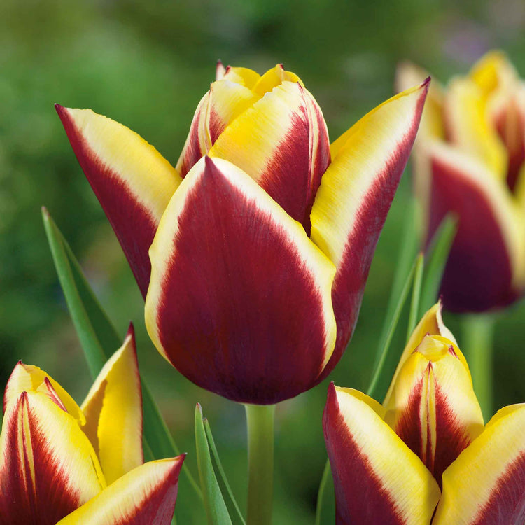 Tulip Bulbs 'Gavota'