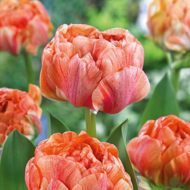 Tulip Bulbs 'Gudoshnik Double'