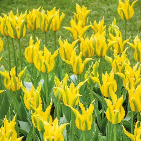 Tulip Bulbs 'Green Mile'