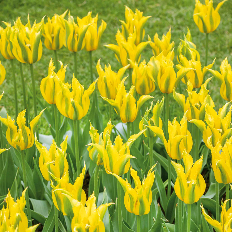Tulip Bulbs 'Green Mile'