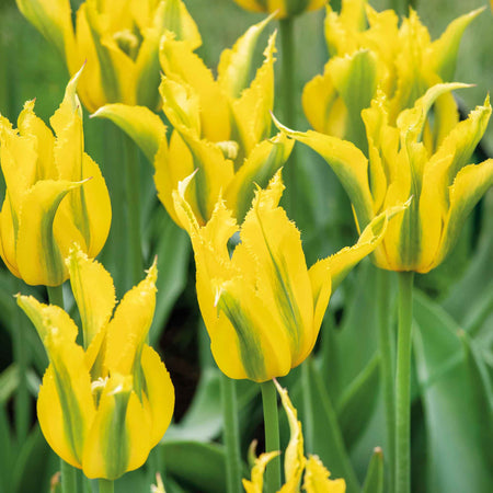 Tulip Bulbs 'Green Mile'