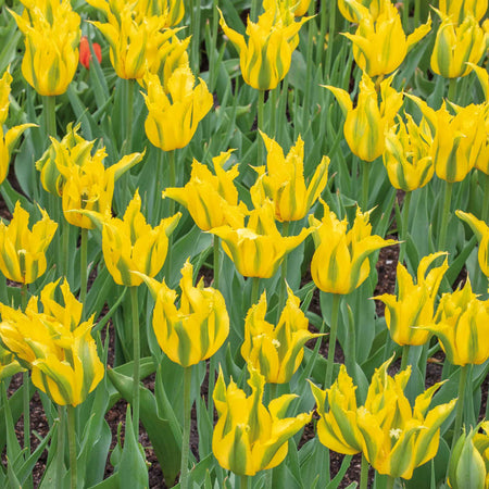 Tulip Bulbs 'Green Mile'