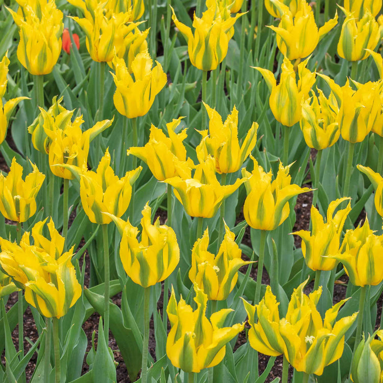 Tulip Bulbs 'Green Mile'