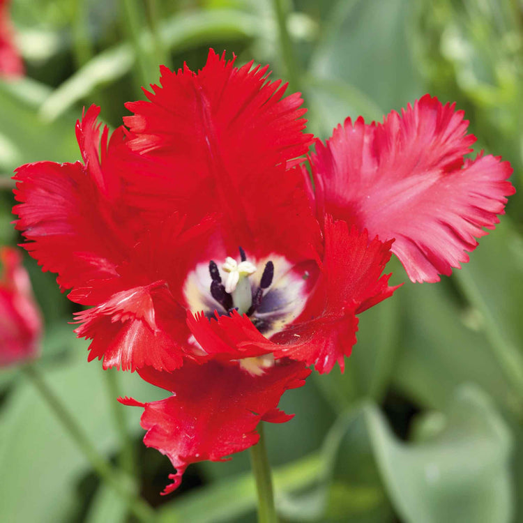 Tulip Bulbs 'Parrot Garden Fire'