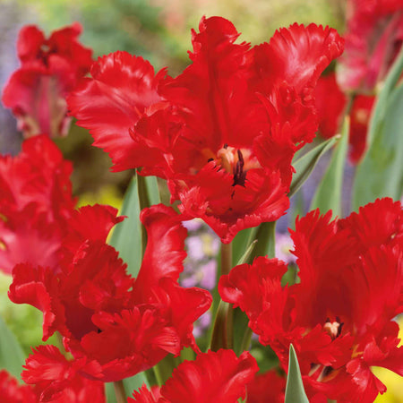 Tulip Bulbs 'Parrot Garden Fire'