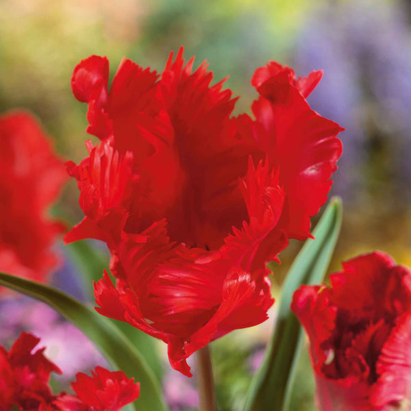 Tulip Bulbs 'Parrot Garden Fire'