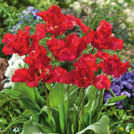 Tulip Bulbs 'Parrot Garden Fire'