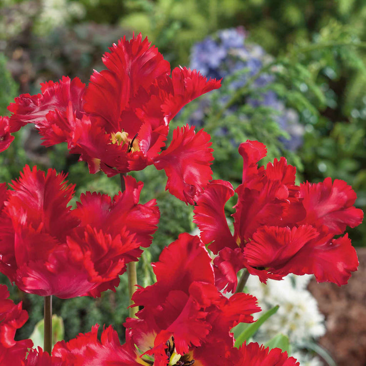 Tulip Bulbs 'Parrot Garden Fire'