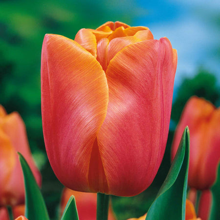Tulip Bulbs 'Jimmy'