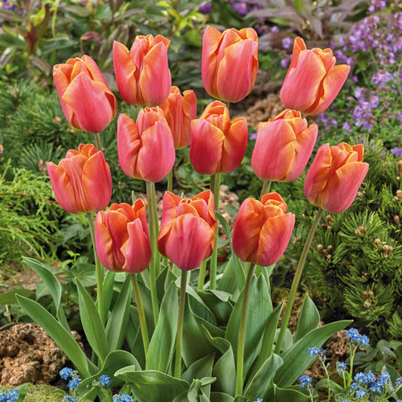 Tulip Bulbs 'Jimmy'