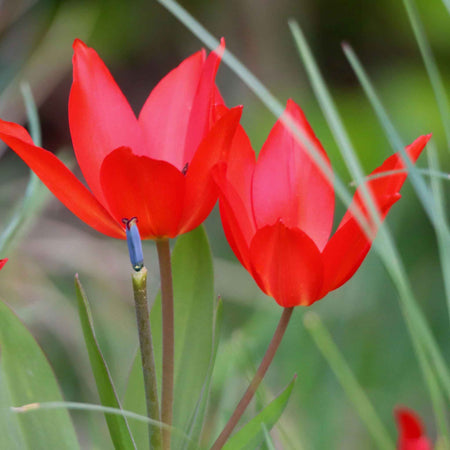Autumn Bulbs Value Collection