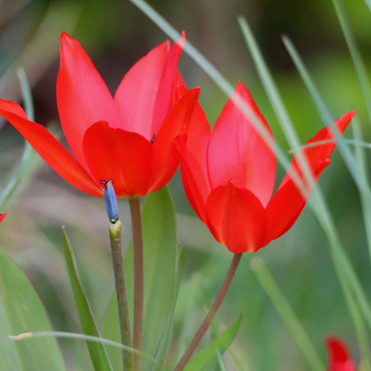 Autumn Bulbs Value Collection