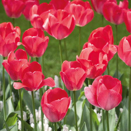 Tulip Bulbs 'Van Eijk'