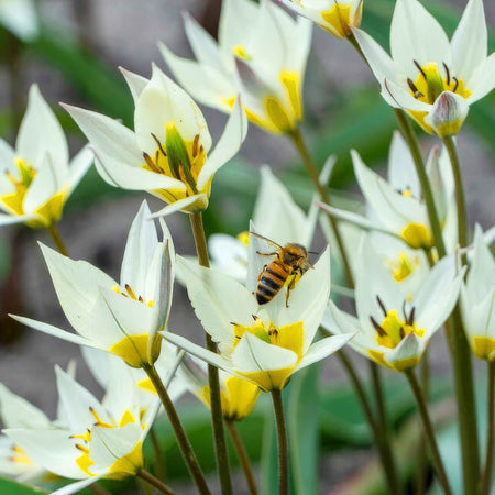 Autumn Bulbs Saver Bundle