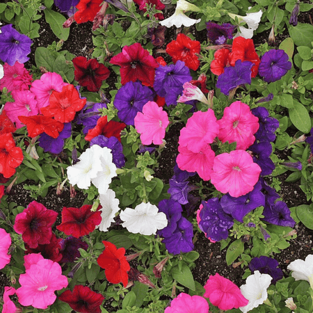 Petunia Plant 'Frenzy Mirage Mixed'