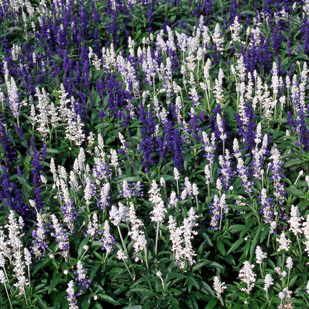 Salvia Plant 'Farinacea Victoria Mixed'