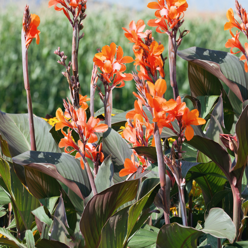 Canna Plant 'Wyoming'