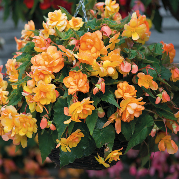 Begonia Plant 'Illumination Apricot Shades'