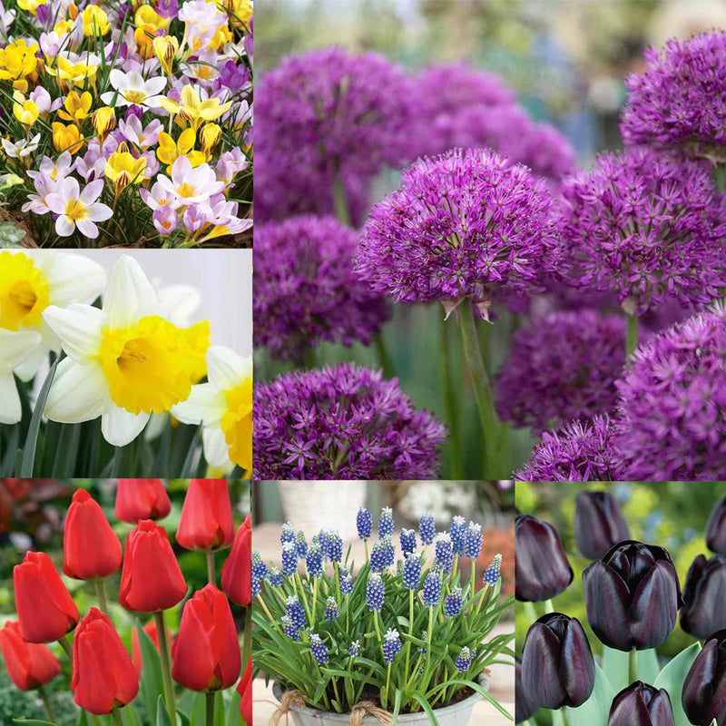 '150 Days of Colour' Bulbs Collection - 95 Bulbs