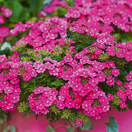 Hanging Basket 6 Plug Collection