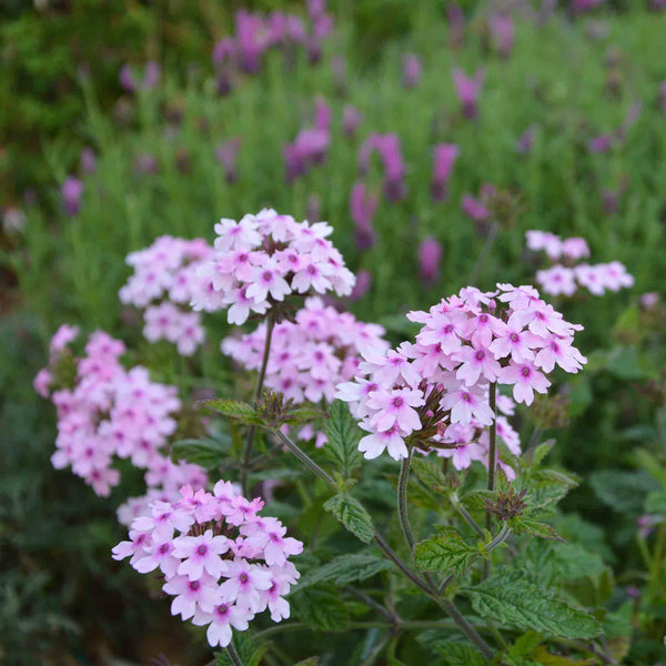 Verbena Plant 'Margaret's Memory'
