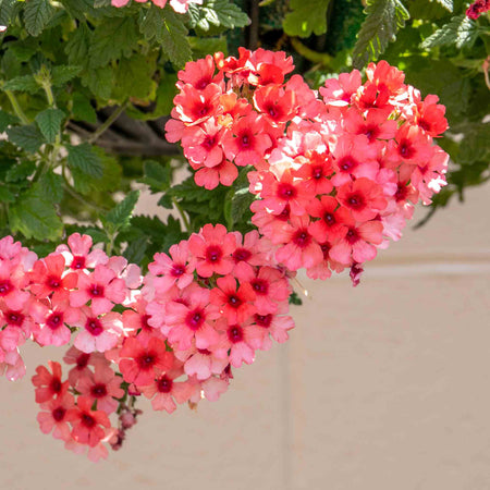 Verbena Plant 'Showboat Mango' Orange