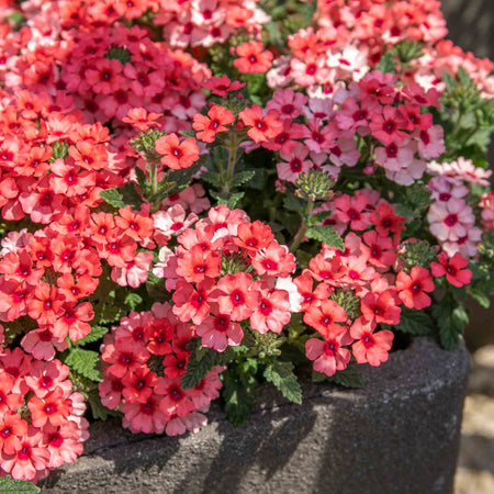 Verbena Plant 'Showboat Mango' Orange