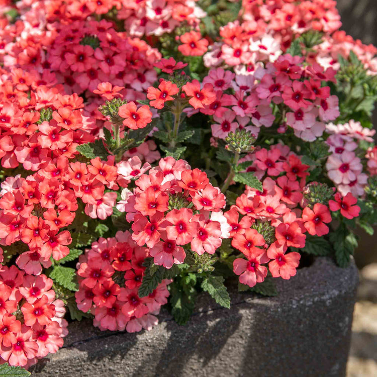 Verbena Plant 'Showboat Mango' Orange