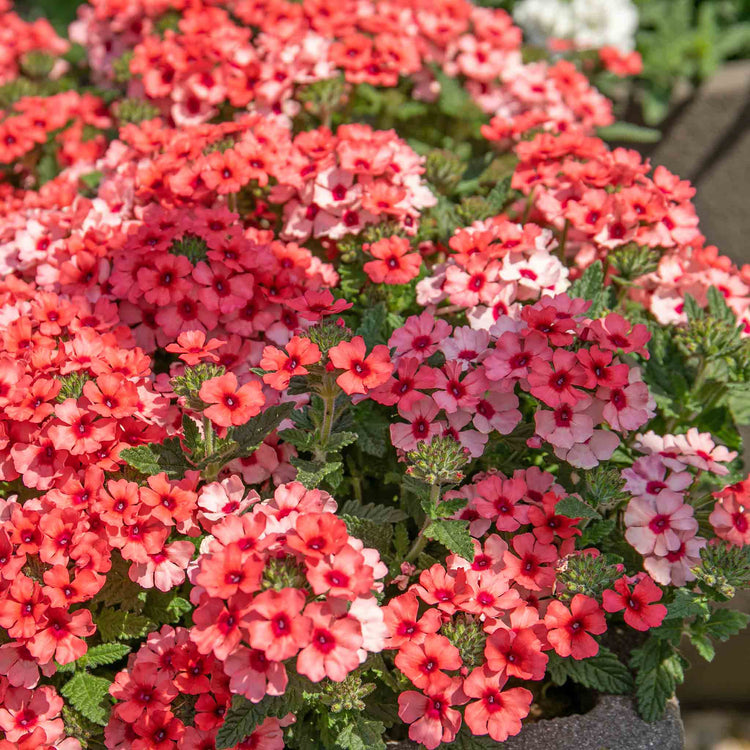 Verbena Plant 'Showboat Mango' Orange