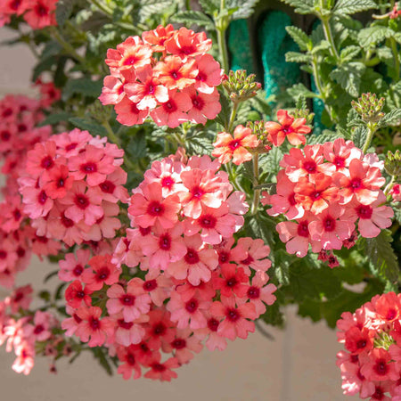 Verbena Plant 'Showboat Mango' Orange