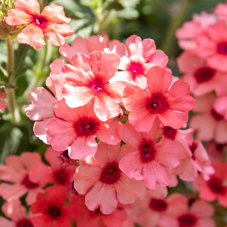 Verbena Plant 'Showboat Mango' Orange